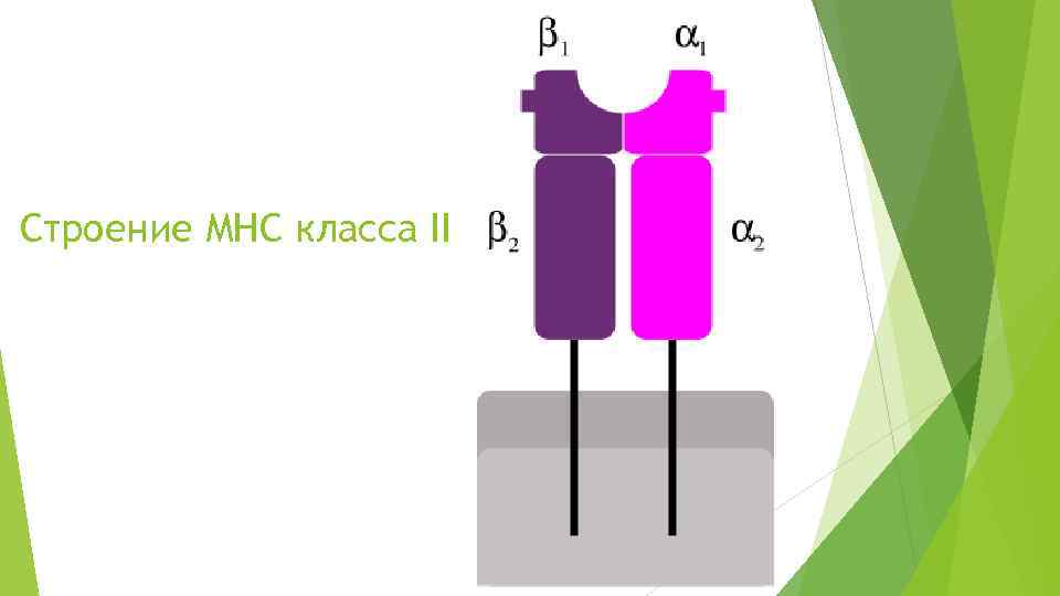 Строение MHC класса II 