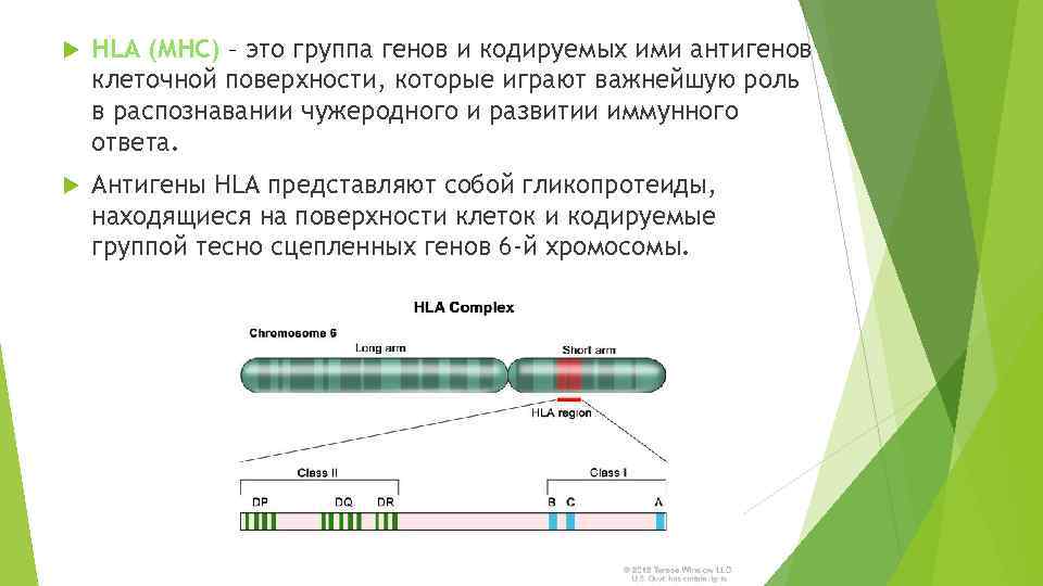 HLA (MHC) - это группа генов и кодируемых ими антигенов клеточной поверхнос...