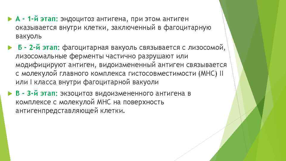  А - 1 -й этап: эндоцитоз антигена, при этом антиген оказывается внутри клетки,