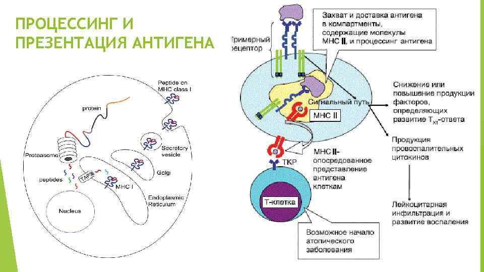 ПРОЦЕССИНГ И ПРЕЗЕНТАЦИЯ АНТИГЕНА 