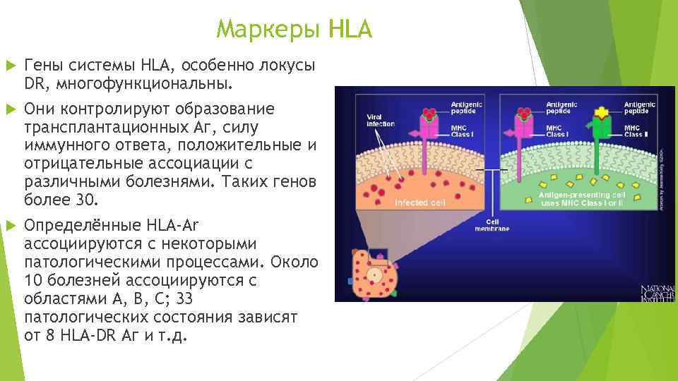 Маркеры HLA Гены системы HLA, особенно локусы DR, многофункциональны. Они контролируют образование трансплантационных Аг,