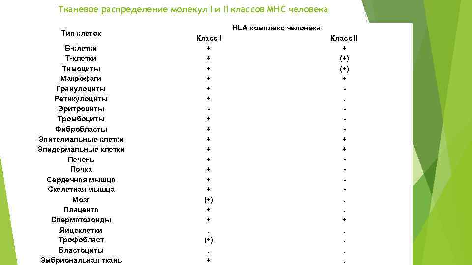 Тканевое распределение молекул I и II классов МНС человека Тип клеток В-клетки Тимоциты Макрофаги