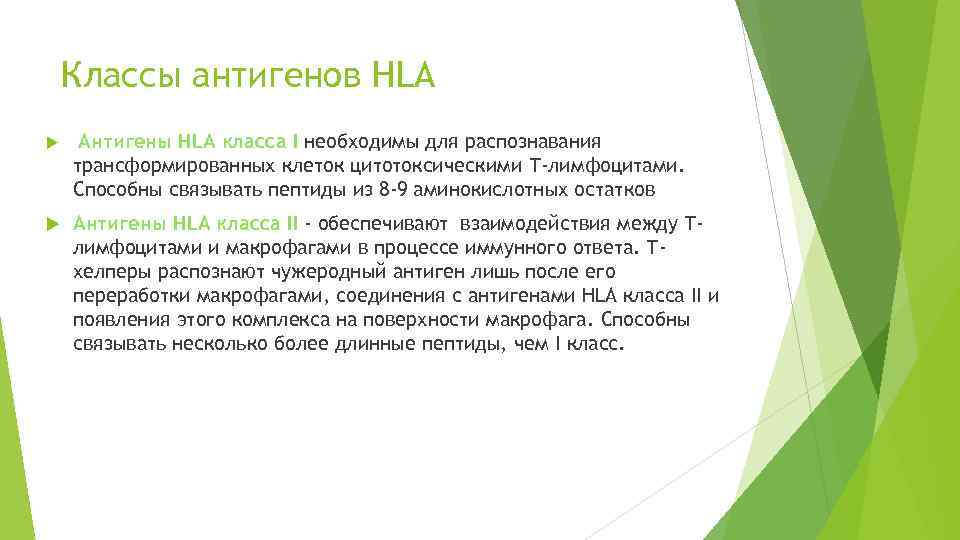 Классы антигенов HLA Антигены HLA класса I необходимы для распознавания трансформированных клеток цитотоксическими Т-лимфоцитами.