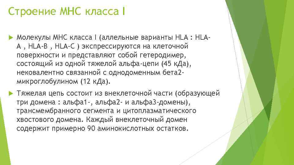 Строение MHC класса I Молекулы MHC класса I (аллельные варианты HLA : HLAA ,