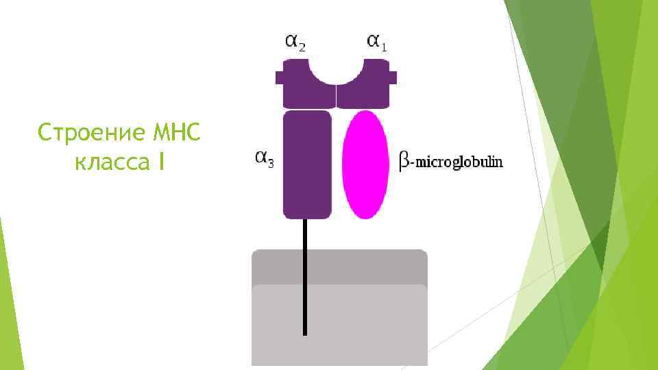 Строение MHC класса I 