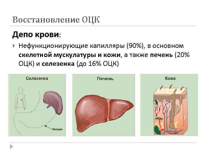 Восстановление ОЦК Депо крови: Нефункционирующие капилляры (90%), в основном скелетной мускулатуры и кожи, а