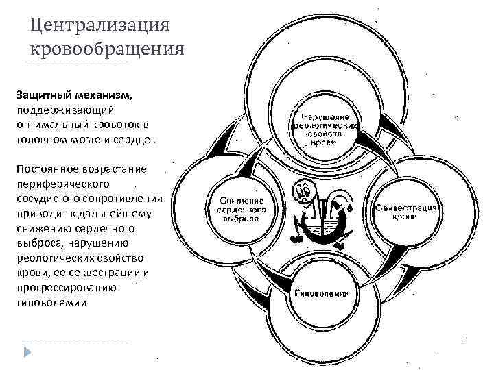 Централизация кровообращения Защитный механизм, поддерживающий оптимальный кровоток в головном мозге и сердце. Постоянное возрастание