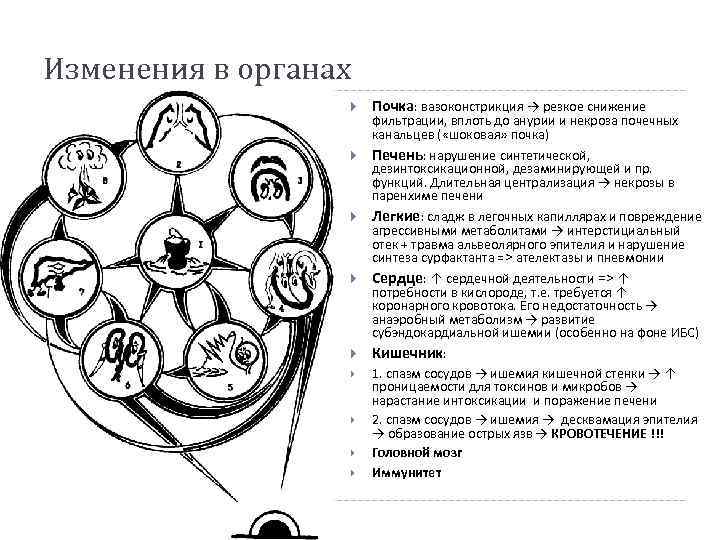 Изменения в органах Почка: вазоконстрикция → резкое снижение фильтрации, вплоть до анурии и некроза