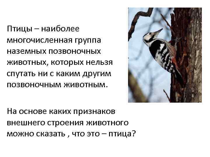 Птицы – наиболее многочисленная группа наземных позвоночных животных, которых нельзя спутать ни с каким