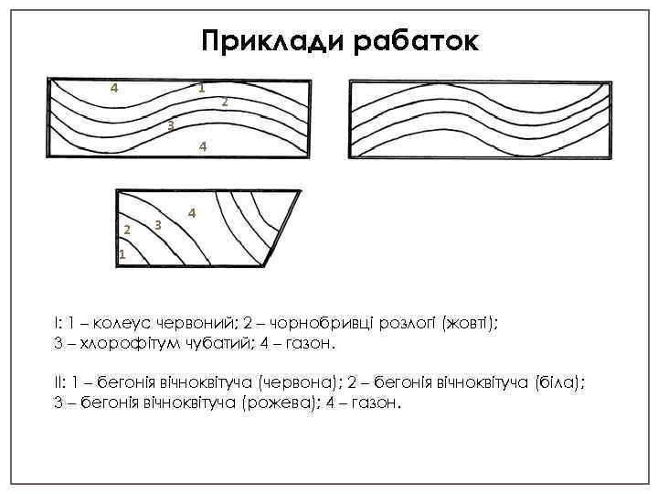 Приклади рабаток 4 1 2 3 4 1 І: 1 – колеус червоний; 2