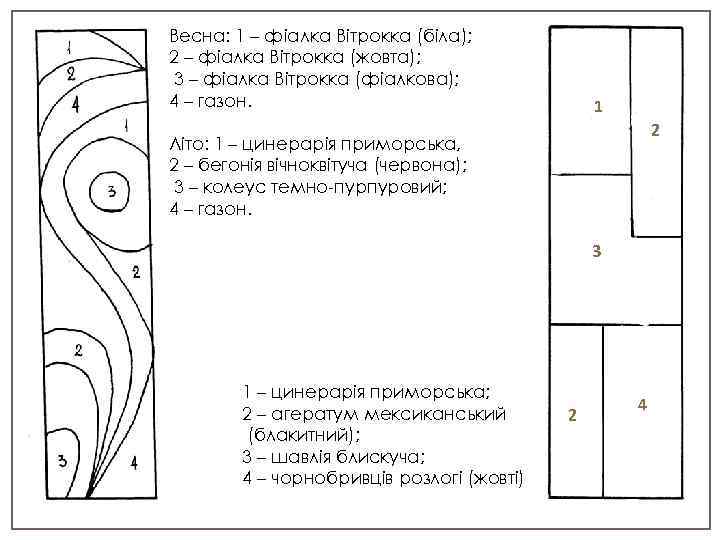 Весна: 1 – фіалка Вітрокка (біла); 2 – фіалка Вітрокка (жовта); 3 – фіалка