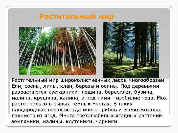 Растительный мир широколиственных лесов многообразен. Ели, сосны, липы, клен, березы и осины. Под деревьями