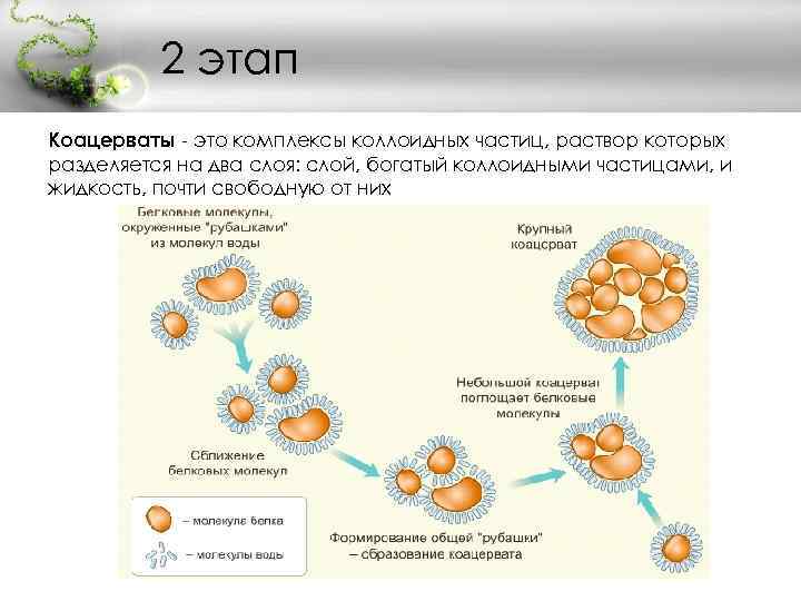 Теория происхождения первых клеточных организмов из коацерватов