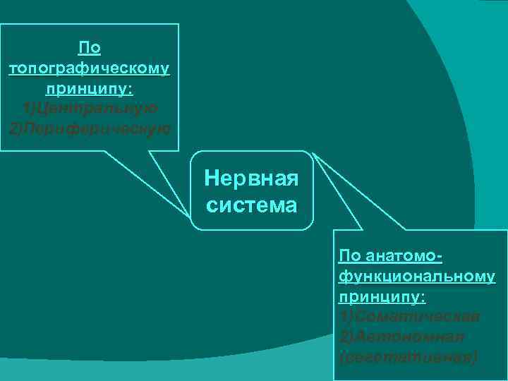 По топографическому принципу: 1)Центральную 2)Периферическую Нервная система По анатомофункциональному принципу: 1)Соматическая 2)Автономная (вегетативная) 