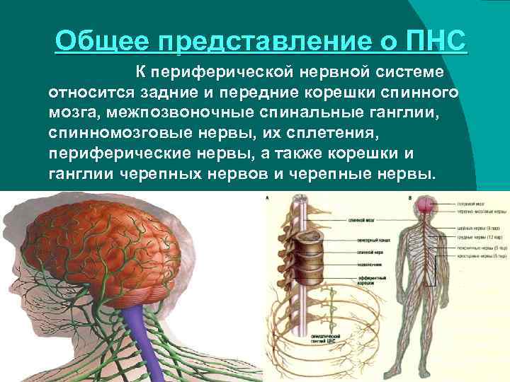 Периферические нервы и сплетения. Периферическая нервная система. Общие представления о нервной системе.