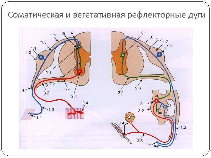 Рефлекторная дуга вегетативной нервной системы рисунок