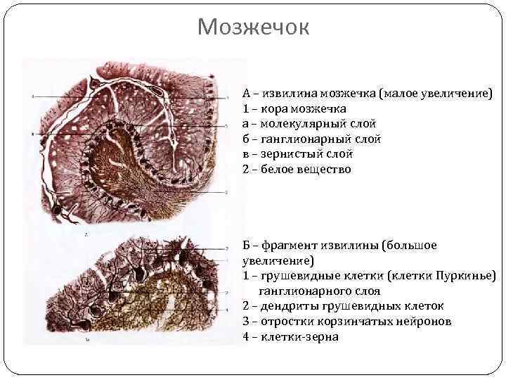 Кора мозжечка гистология схема