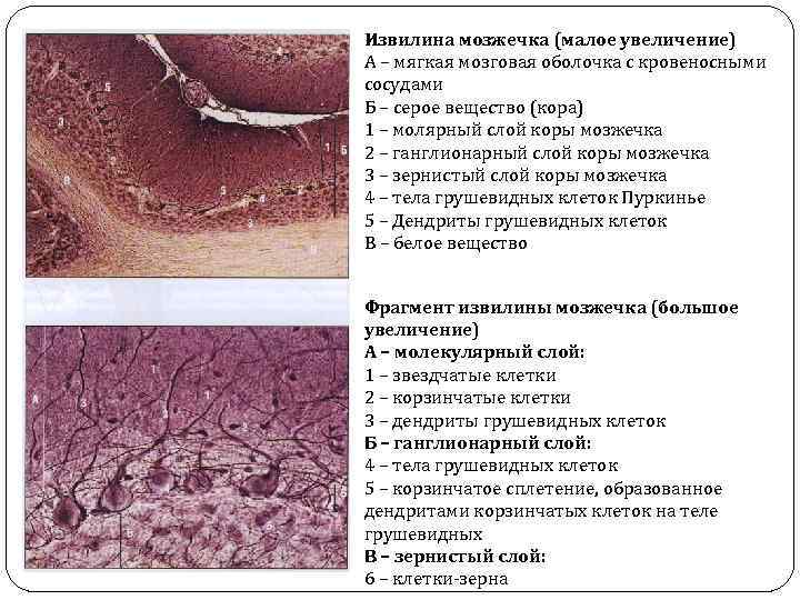 Кора больших полушарий гистология препарат рисунок