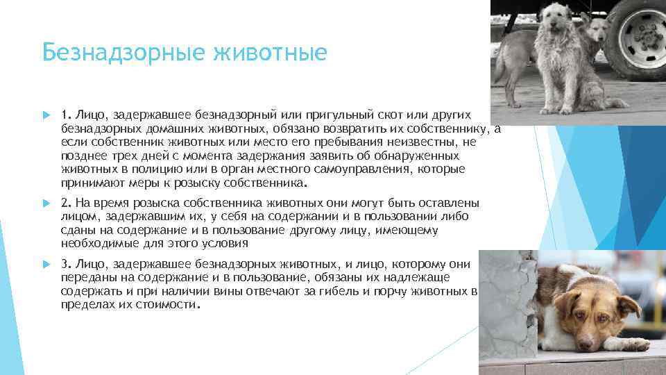 Безнадзорные животные 1. Лицо, задержавшее безнадзорный или пригульный скот или других безнадзорных домашних животных,