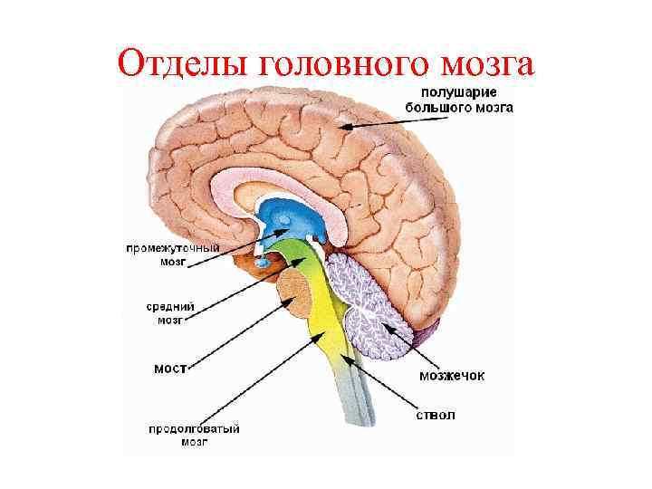 Отделы головного мозга 