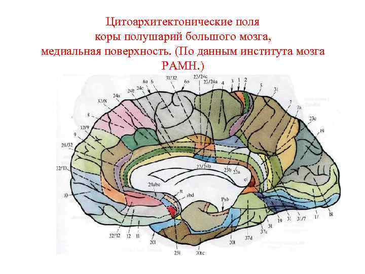 Цитоархитектонические поля коры полушарий большого мозга, медиальная поверхность. (По данным института мозга РАМН. )