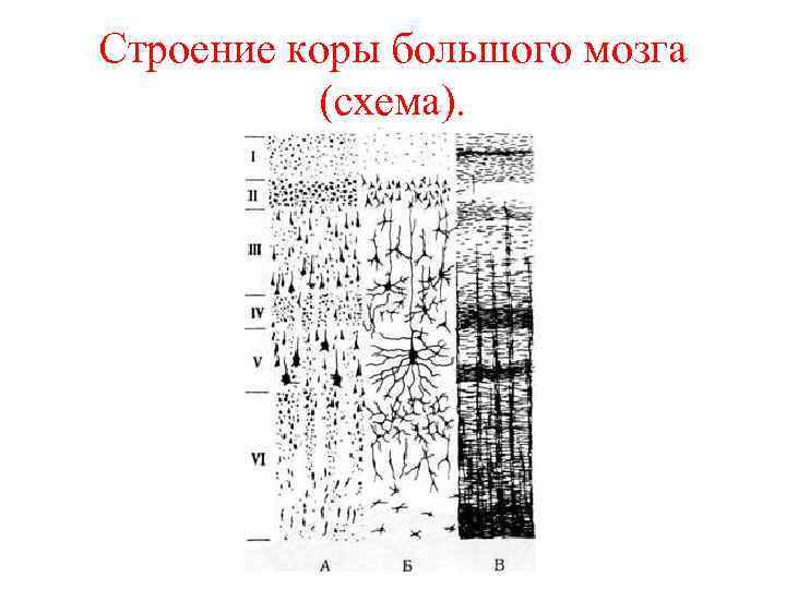 Строение коры большого мозга (схема). 