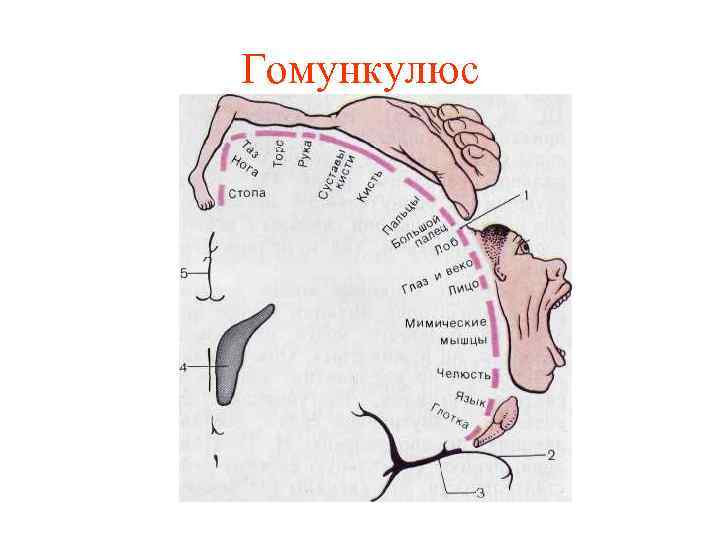 Гомункулюс 