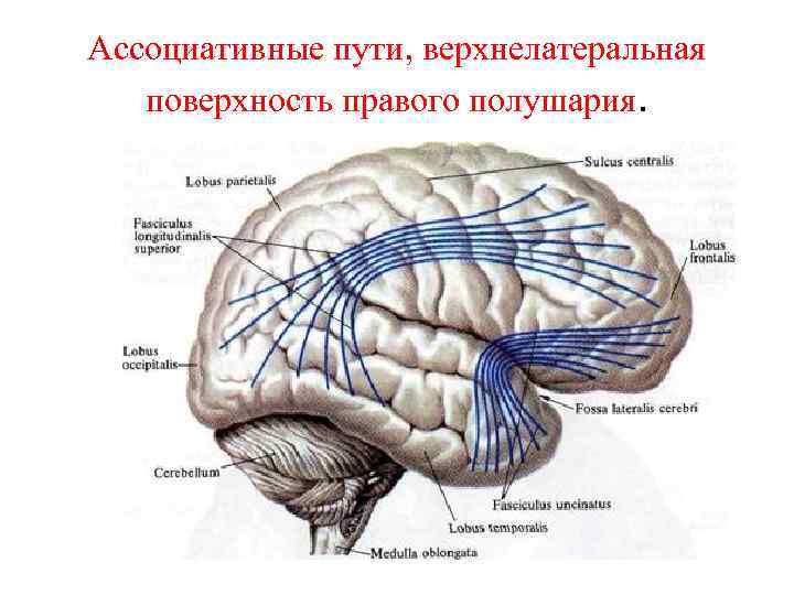 Ассоциативные пути, верхнелатеральная поверхность правого полушария. 