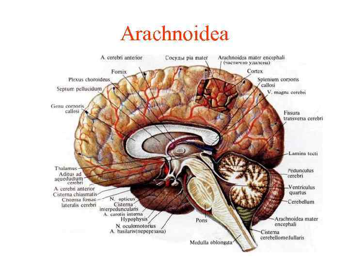 Arachnoidea 