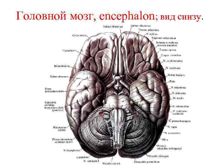 Головной мозг, encephalon; вид снизу. 