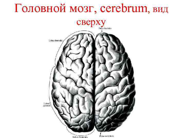 Головной мозг, сerebrum, вид сверху 