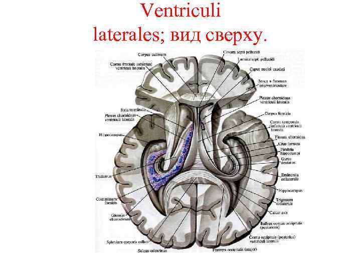 Ventriculi laterales; вид сверху. 