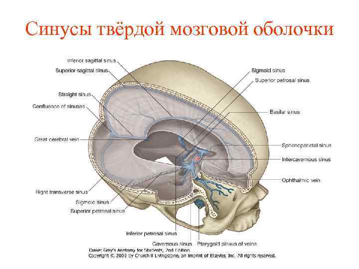 Синусы твёрдой мозговой оболочки 