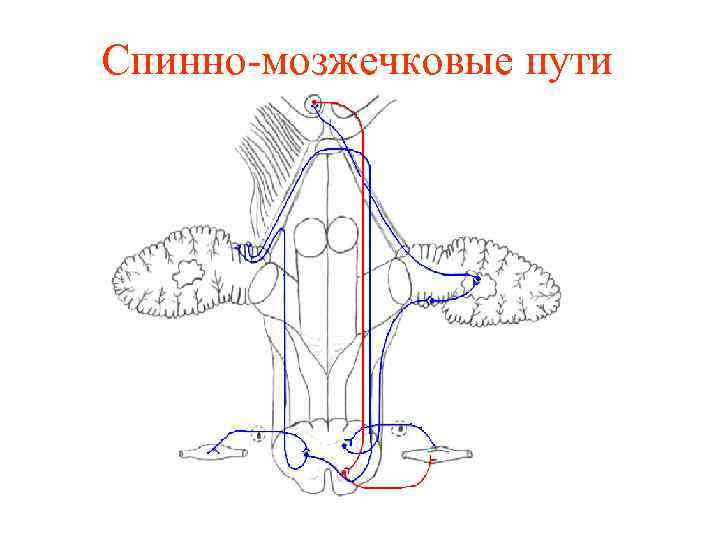 Спинно-мозжечковые пути 