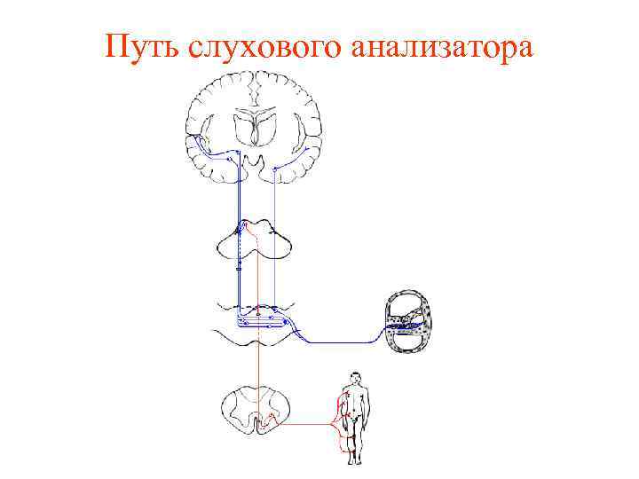 Путь слухового анализатора 