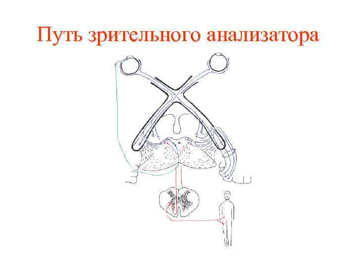 Путь зрительного анализатора 