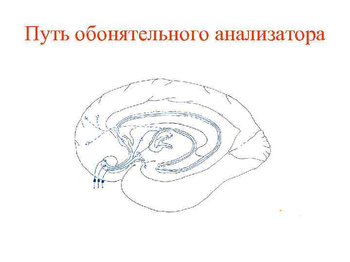 Путь обонятельного анализатора 