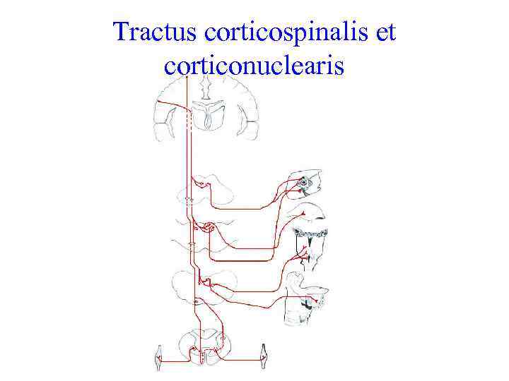 Tractus corticospinalis et corticonuclearis 