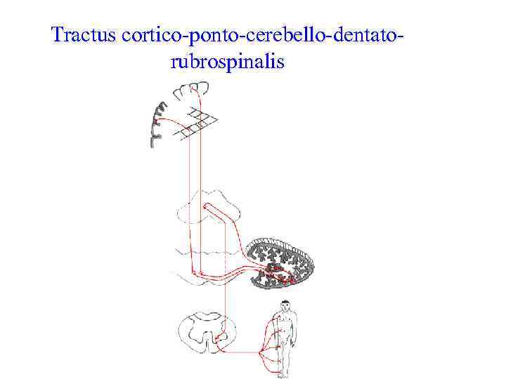 Tractus cortico-ponto-cerebello-dentatorubrospinalis 