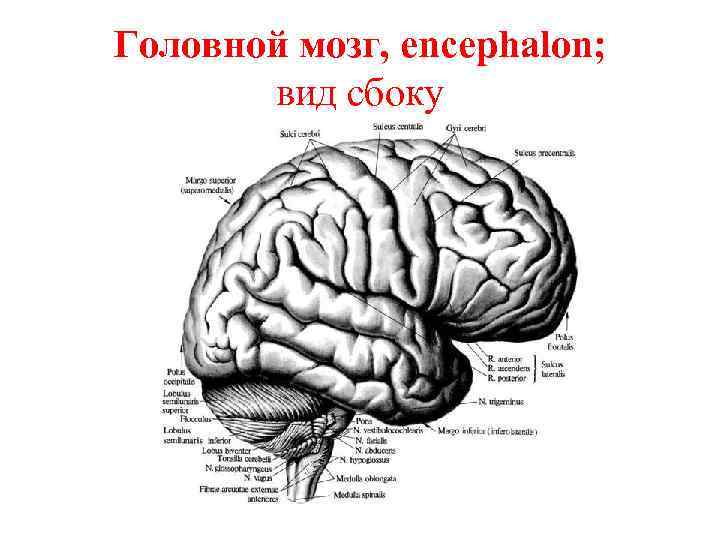 Головной мозг, encephalon; вид сбоку 