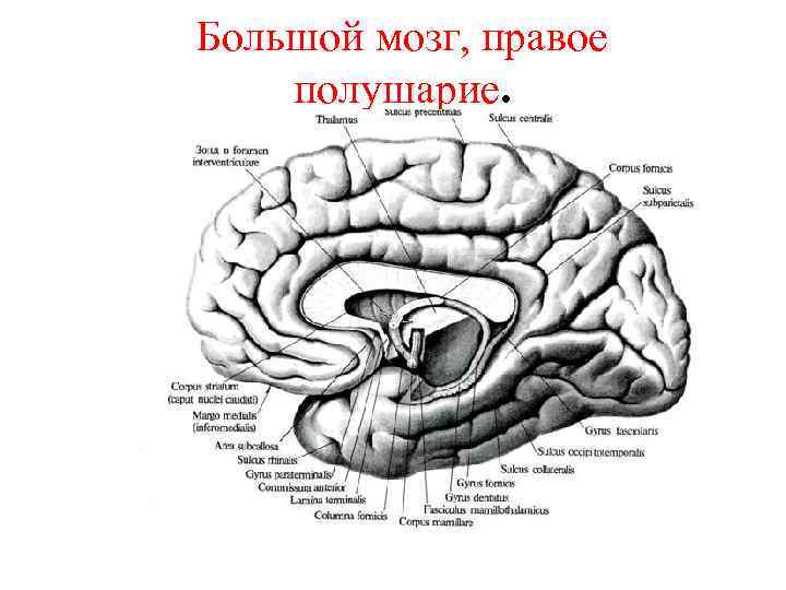 Большой мозг, правое полушарие. 