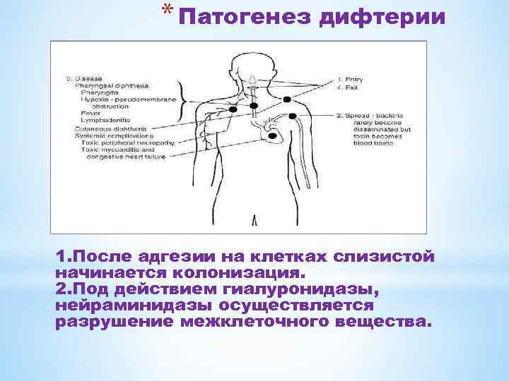 * Патогенез дифтерии 1. После адгезии на клетках слизистой начинается колонизация. 2. Под действием