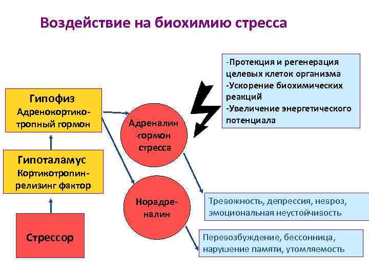 Воздействие на биохимию стресса Гипофиз Адренокортикотропный гормон Гипоталамус Адреналин -гормон стресса -Протекция и регенерация