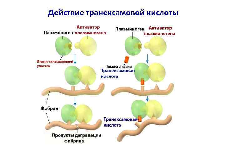 Кислоты механизм действия. Механизм транексамовой кислоты. Транексамовая кислота механизм действия фармакология. Транексамовая кислота продукты.