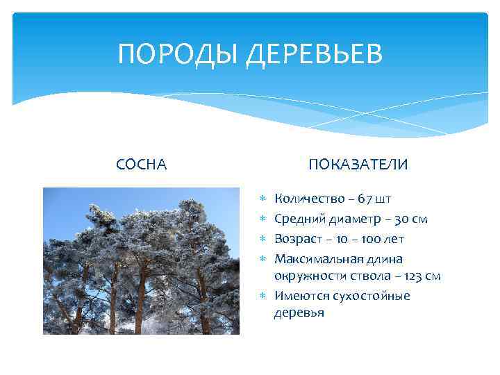 ПОРОДЫ ДЕРЕВЬЕВ ПОКАЗАТЕЛИ СОСНА Количество – 67 шт Средний диаметр – 30 см Возраст