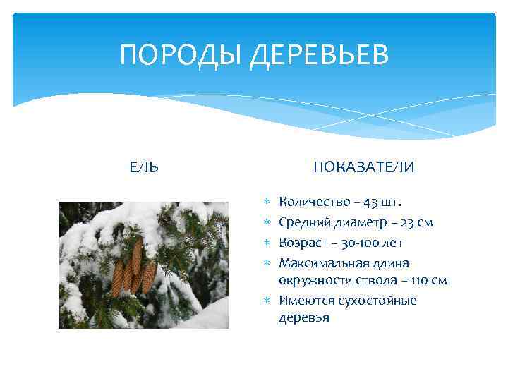 ПОРОДЫ ДЕРЕВЬЕВ ПОКАЗАТЕЛИ ЕЛЬ Количество – 43 шт. Средний диаметр – 23 см Возраст