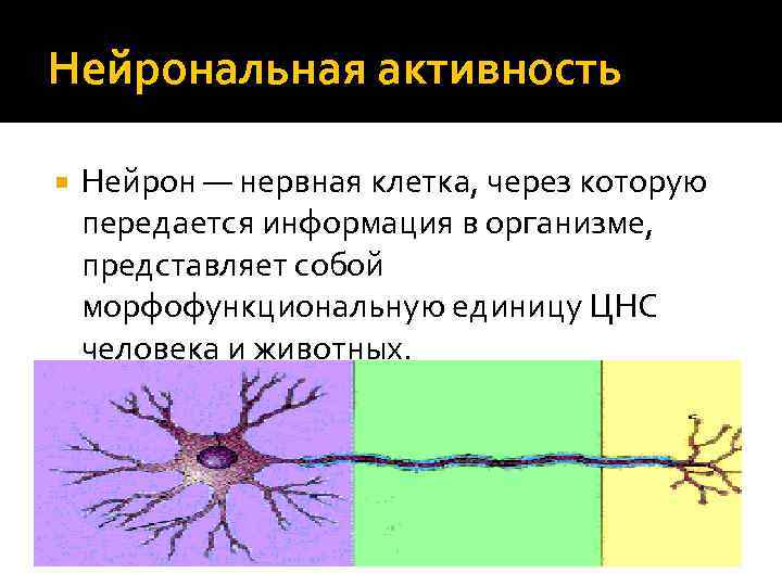 Нейрональная активность Нейрон — нервная клетка, через которую передается информация в организме, представляет собой