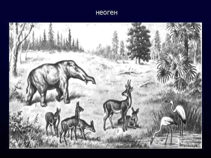 неоген 