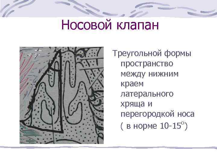 Носовой клапан Треугольной формы пространство между нижним краем латерального хряща и перегородкой носа о
