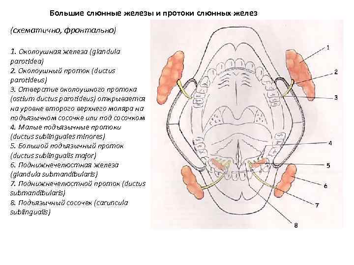 Большие слюнные железы и протоки слюнных желез (схематично, фронтально) 1. Околоушная железа (glandula parotidea)